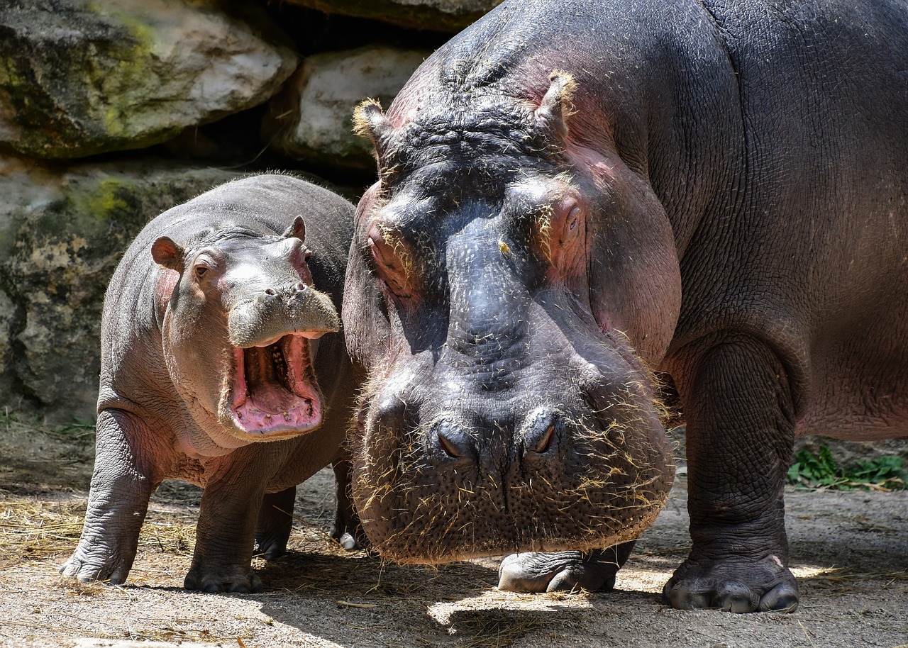 ¿Que le puede hacer un hipopótamo a un humano?