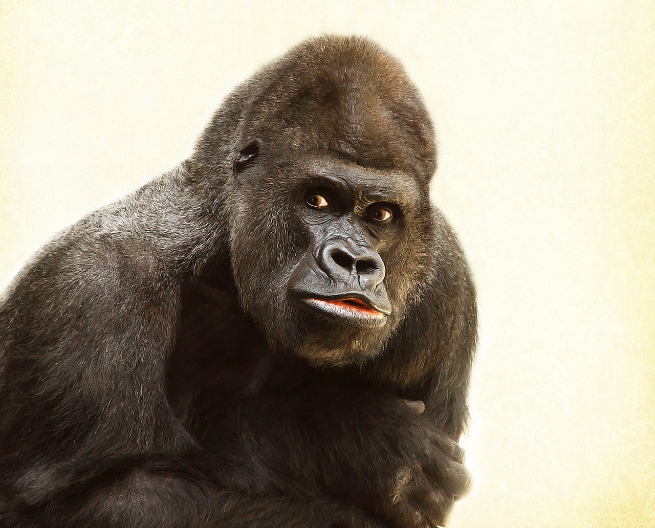 ¿Dónde ver gorilas en el Congo?