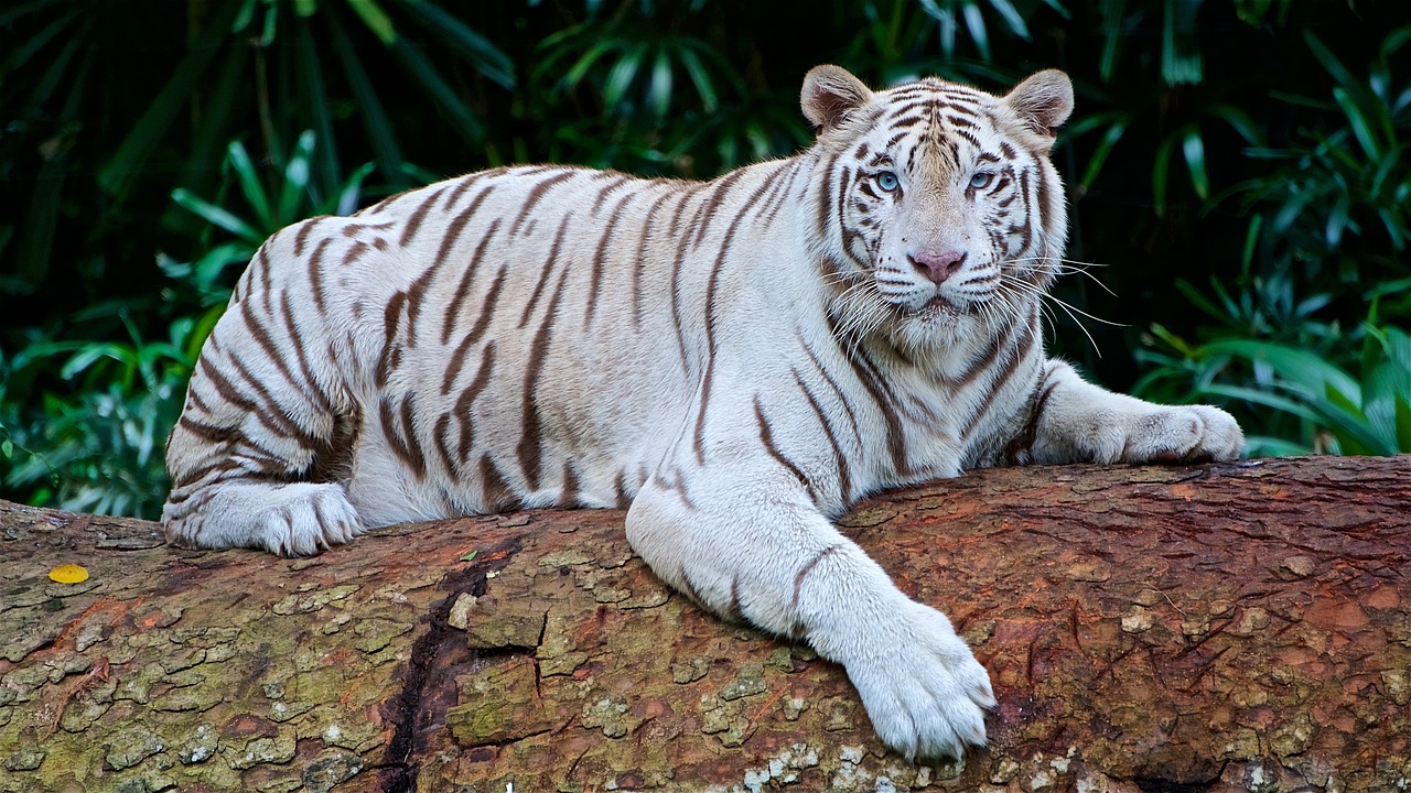 ¿Cuántos tigres de Bengala quedan en el mundo 2023?