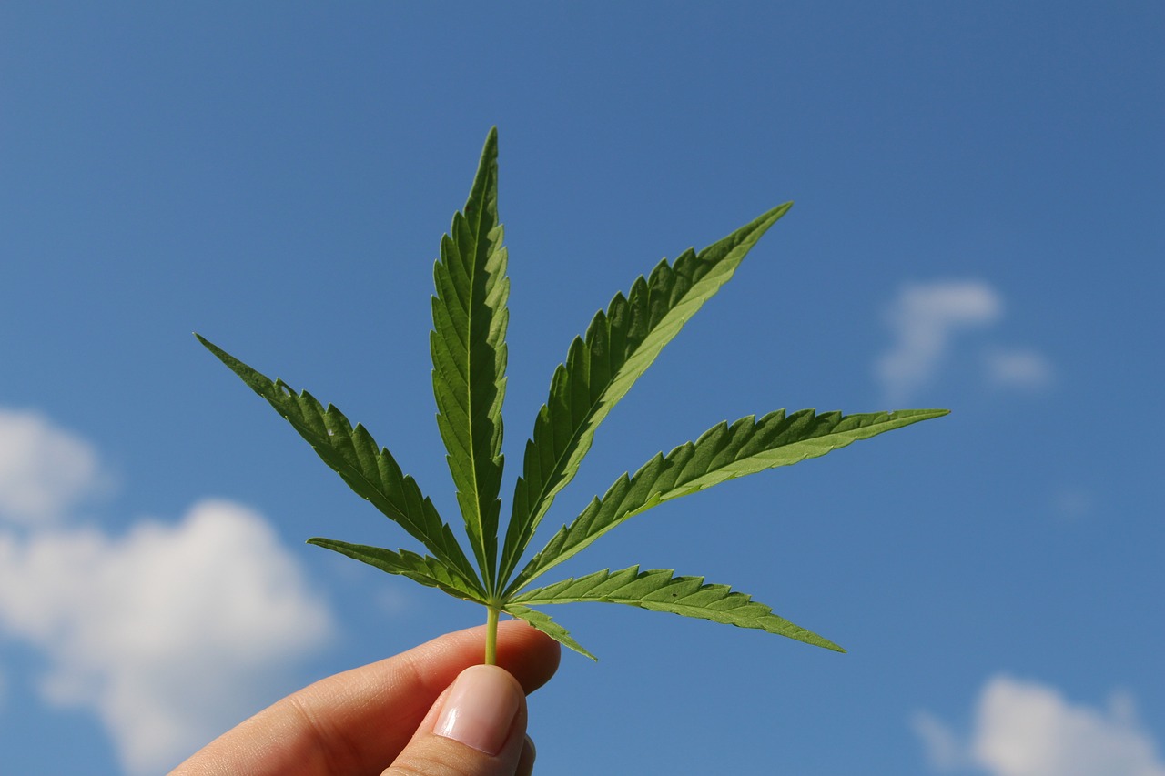 ¿Qué es el cannabis y para qué sirve?